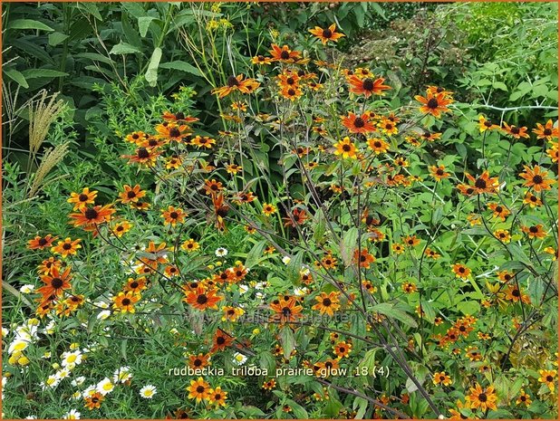 Rudbeckia triloba 'Prairie Glow' | Zonnehoed | Dreilappiger Sonnenhut