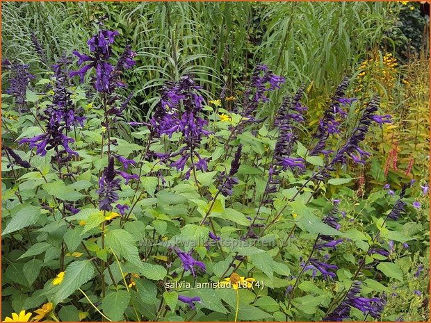 Salvia 'Amistad' | Salie, Salvia | Salbei