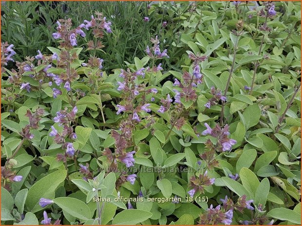 Salvia officinalis 'Berggarten' | Echte salie, Keukensalie, Salie, Salvia | Echter Salbei