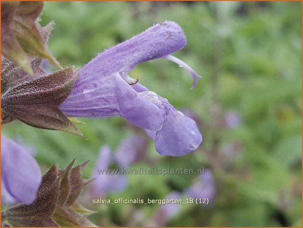 Salvia officinalis 'Berggarten' | Echte salie, Keukensalie, Salie, Salvia | Echter Salbei