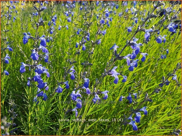 Salvia reptans 'West Texas' | Salie, Salvia | Salbei