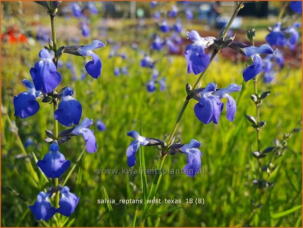 Salvia reptans 'West Texas' | Salie, Salvia | Salbei