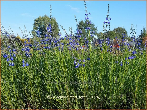 Salvia reptans 'West Texas' | Salie, Salvia | Salbei