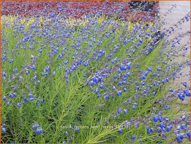 Salvia reptans 'West Texas' | Salie, Salvia | Salbei