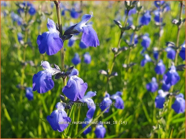 Salvia reptans 'West Texas' | Salie, Salvia | Salbei