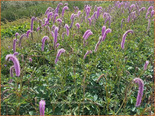 Sanguisorba &#x0027;Lilac Squirrel&#x0027; | Pimpernel, Sorbenkruid | Wiesenknopf