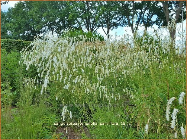 Sanguisorba tenuifolia 'Parviflora' | Pimpernel, Sorbenkruid | Hoher Wiesenknopf