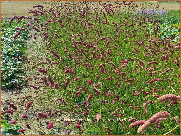 Sanguisorba tenuifolia 'Parviflora' | Pimpernel, Sorbenkruid | Hoher Wiesenknopf