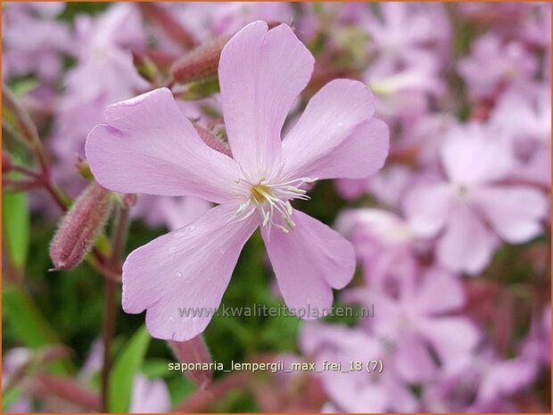 Saponaria lempergii 'Max Frei' | Zeepkruid | Sommer-Seifenkraut