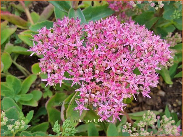 Sedum 'Carl' | Hemelsleutel, Vetkruid | Fettblatt