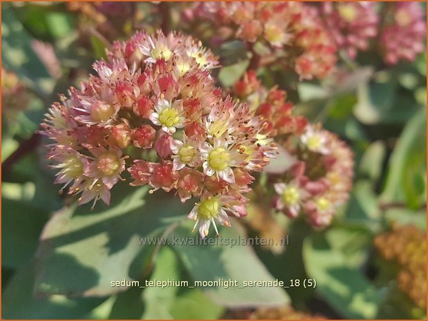 Sedum telephium &#x0027;Moonlight Serenade&#x0027; | Hemelsleutel, Vetkruid | Grosse Fetthenne