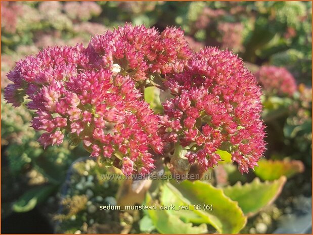 Sedum telephium 'Munstead Dark Red' | Hemelsleutel, Vetkruid | Grosse Fetthenne