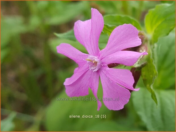 Silene dioica | Dagkoekoeksbloem, Koekoeksbloem, Lijmkruid | Rote Waldnelke