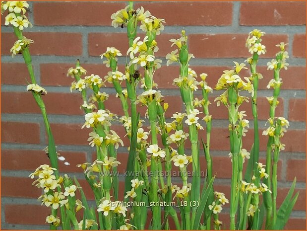 Sisyrinchium striatum | Bieslelie | Große Binsenlilie