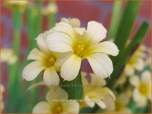 Sisyrinchium striatum | Bieslelie | Große Binsenlilie