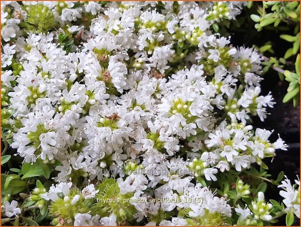 Thymus praecox 'Albiflorus' | Kruiptijm, Tijm | Frühblühender Thymian