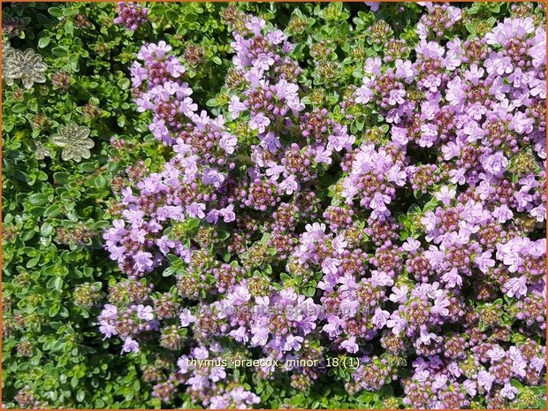 Thymus praecox 'Minor' | Kruiptijm, Tijm | Frühblühender Thymian