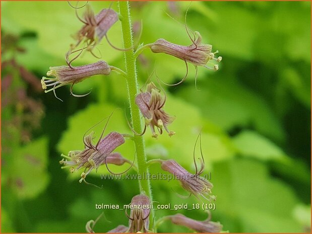 Tolmiea menziesii 'Cool Gold' | Kindje-op-moeders-schoot | Henne mit Küken