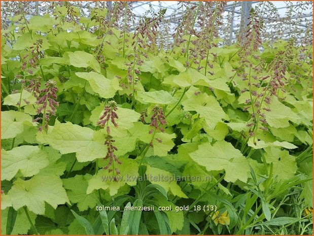 Tolmiea menziesii 'Cool Gold' | Kindje-op-moeders-schoot | Henne mit Küken