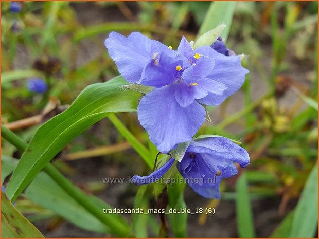 Tradescantia 'Mac's Double' | Eendagsbloem, Vaderplant, Matrozensla | Dreimasterblume