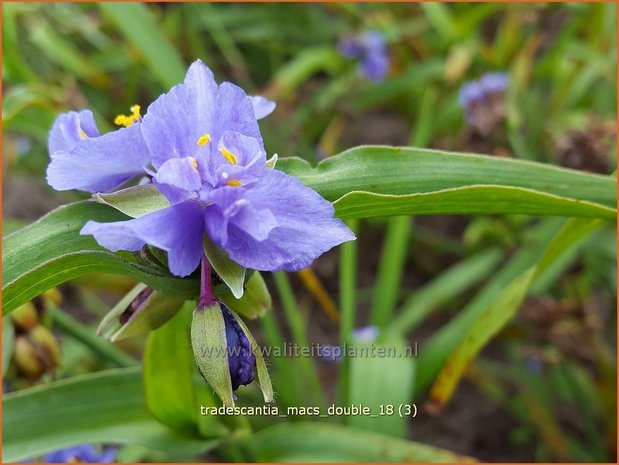 Tradescantia 'Mac's Double' | Eendagsbloem, Vaderplant, Matrozensla | Dreimasterblume