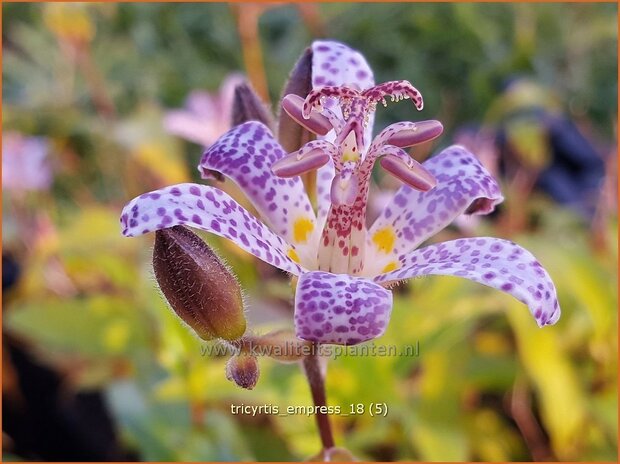 Tricyrtis 'Empress' | Armeluisorchidee, Paddenlelie | Krötenlilie