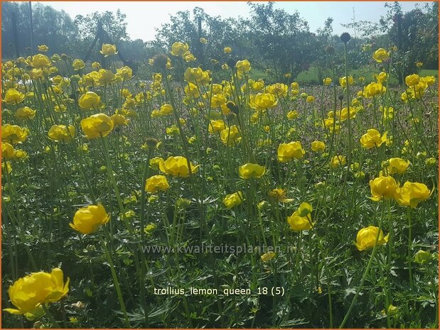 Trollius 'Lemon Queen' | Globebloem, Kogelbloem | Trollblume