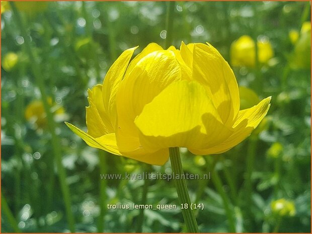 Trollius 'Lemon Queen' | Globebloem, Kogelbloem | Trollblume