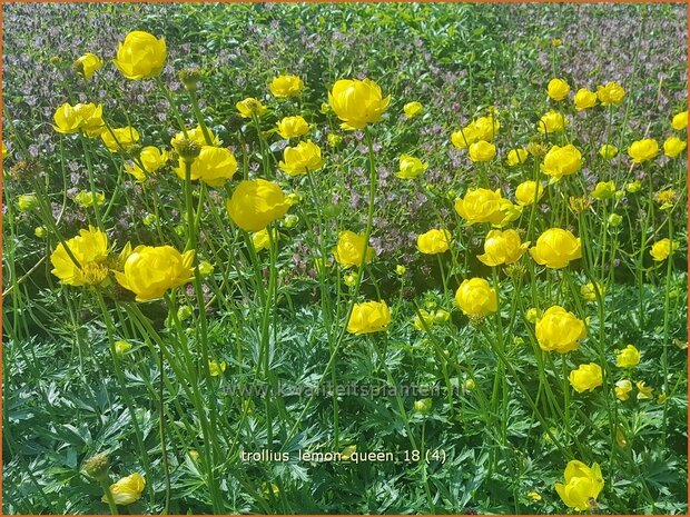 Trollius 'Lemon Queen' | Globebloem, Kogelbloem | Trollblume