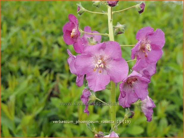 Verbascum phoeniceum 'Rosetta' | Paarse toorts, Toorts | Purpurblühende Königskerze