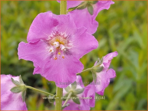 Verbascum phoeniceum 'Rosetta' | Paarse toorts, Toorts | Purpurblühende Königskerze