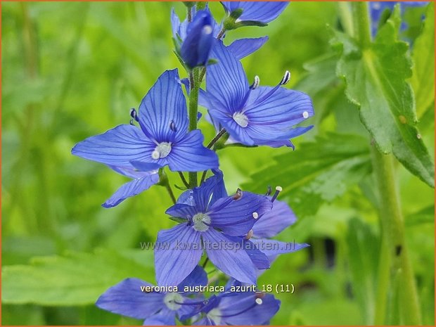 Veronica austriaca 'Azurit' | Brede ereprijs, Ereprijs | Österreichischer Ehrenpreis