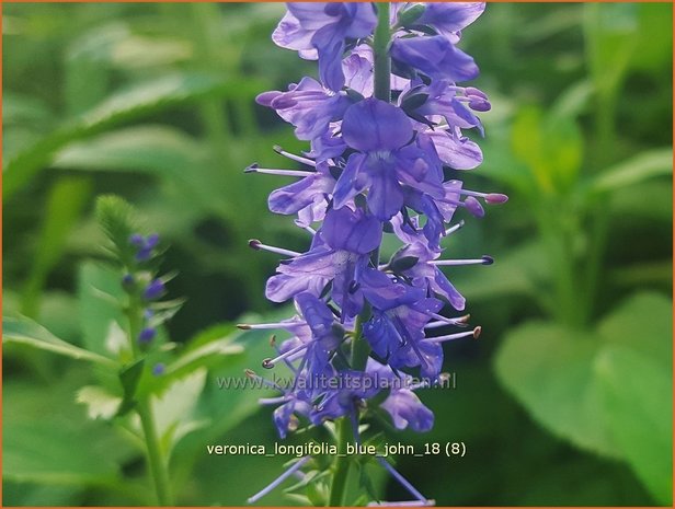 Veronica longifolia 'Blue John' | Lange ereprijs, Ereprijs | Langblättriger Ehrenpreis