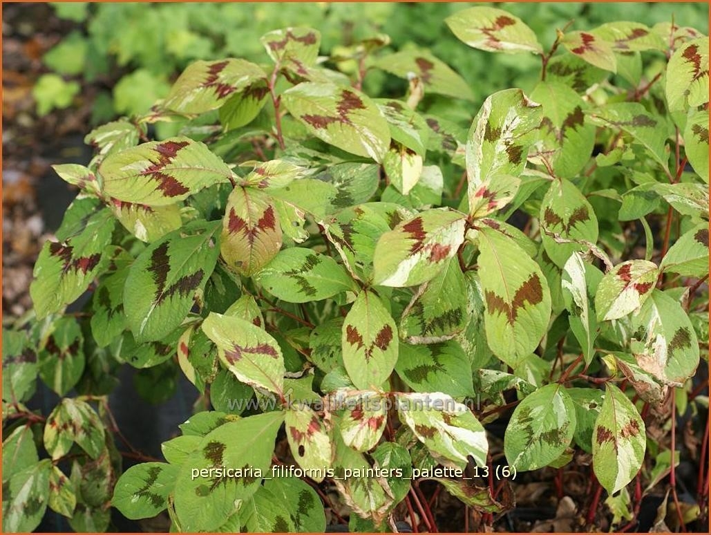 22+ Persicaria Painter'S Palette