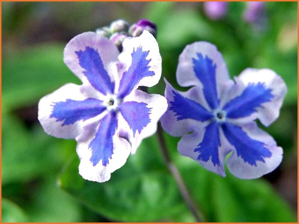 Omphalodes - Gedenkemein - Nabelnüsschen - kaufen bestellen