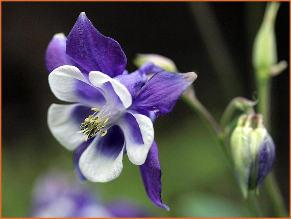 Akelei - Aquilegia - kaufen bestellen - StaudenOnline.de