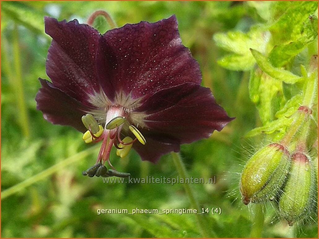 Geranium-phaeum