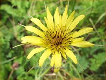 Tragopogon