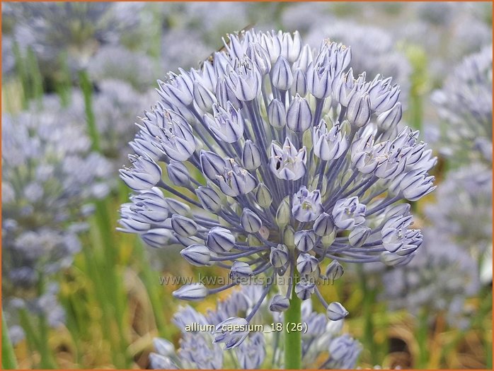 Lauch - Allium caesium - Zwiebel - kaufen bestellen - StaudenOnline.de