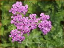 Achillea millefolium &#39;Lilac Beauty&#39;