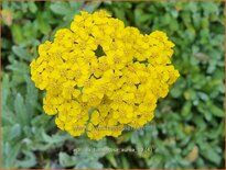 Achillea tomentosa 'Aurea'