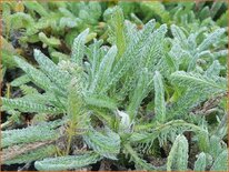 Achillea tomentosa 'Aurea'