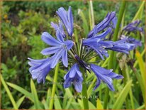 Agapanthus &#39;Pretty Heidy&#39;