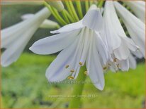 Agapanthus 'Silver Lining'