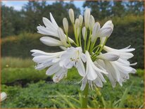 Agapanthus 'Silver Lining'