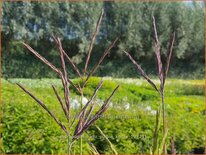 Andropogon hallii 'Purple Konza'