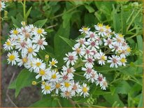 Aster glehnii &#39;Agleni&#39;