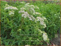 Aster glehnii &#39;Agleni&#39;