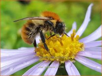 Aster koraiensis