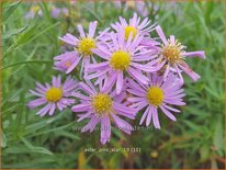 Aster &#39;Pink Star&#39;